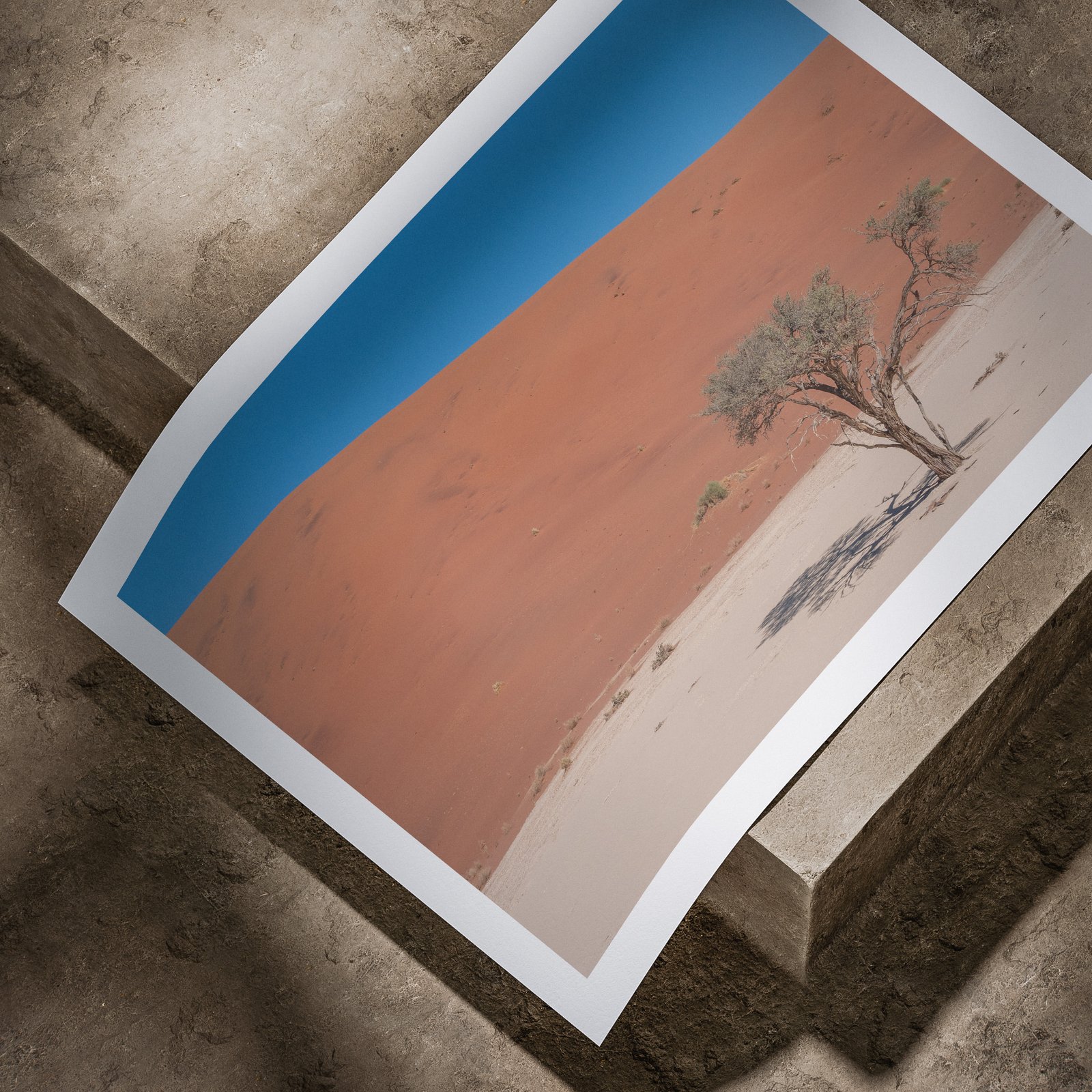 Horizontal landscape photograph of a solitary desert tree against terracotta sand dune and clear blue sky printed on white paper, displayed in a curved, rolled perspective on a concrete surface with dramatic angled lighting highlighting the print edges.