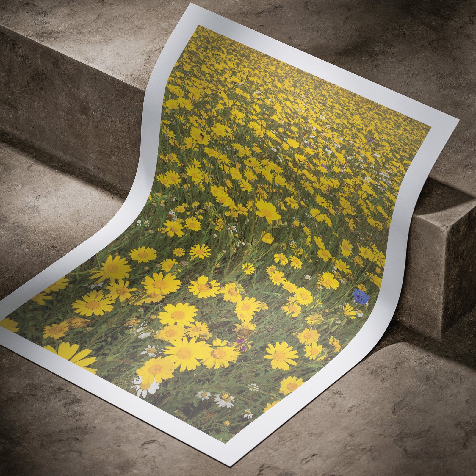 Vertical floral landscape photograph showing a sea of bright yellow daisy blooms and green vegetation printed on white paper, displayed in a curved, rolled perspective on a concrete surface with dramatic angled lighting highlighting the print edges and warm color intensity.