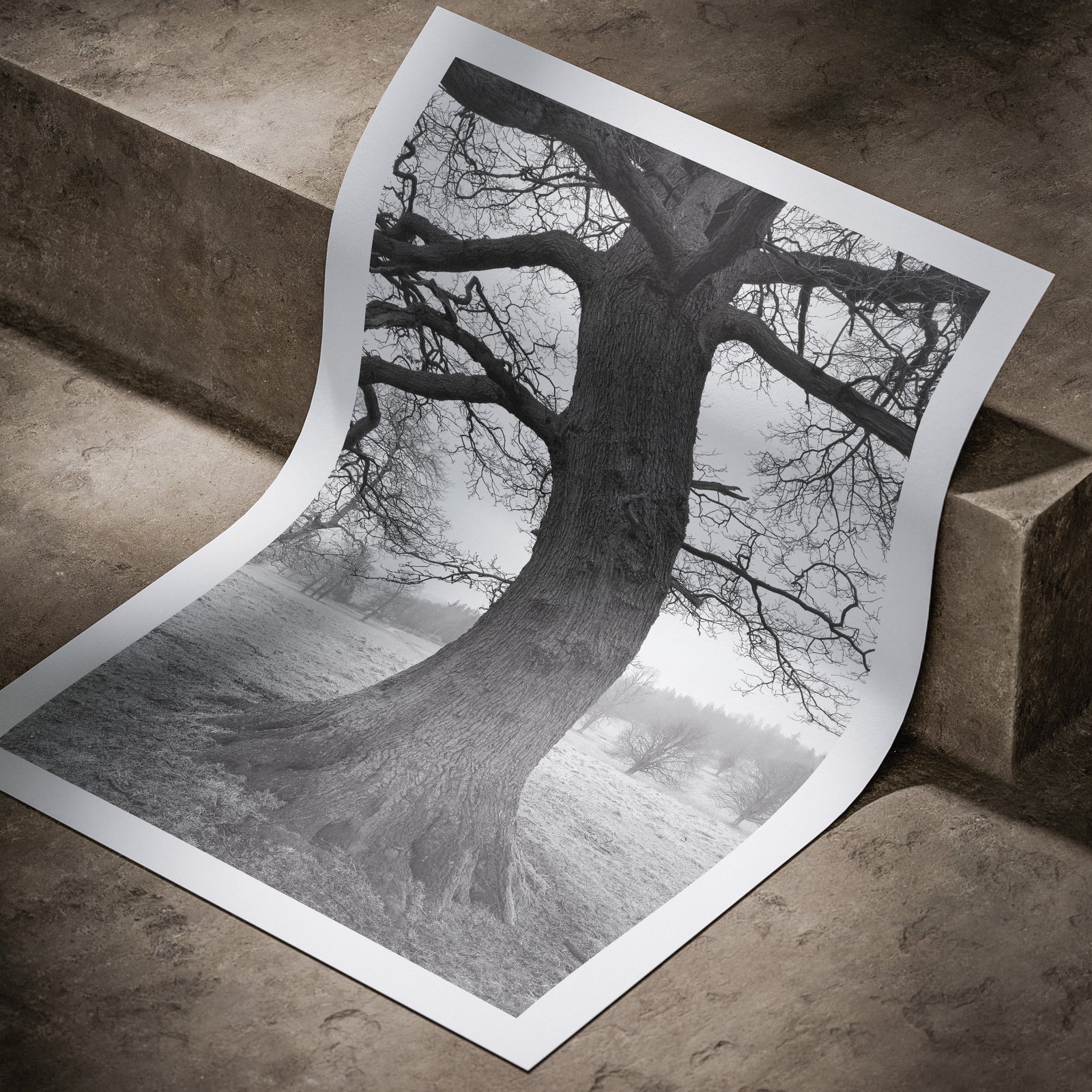 Vertical monochromatic tree portrait showing a large solitary specimen tree with bare branches in a foggy pastoral landscape printed on white paper, displayed in a curved, rolled perspective on a concrete surface with dramatic angled lighting highlighting the print edges and tonal depth.