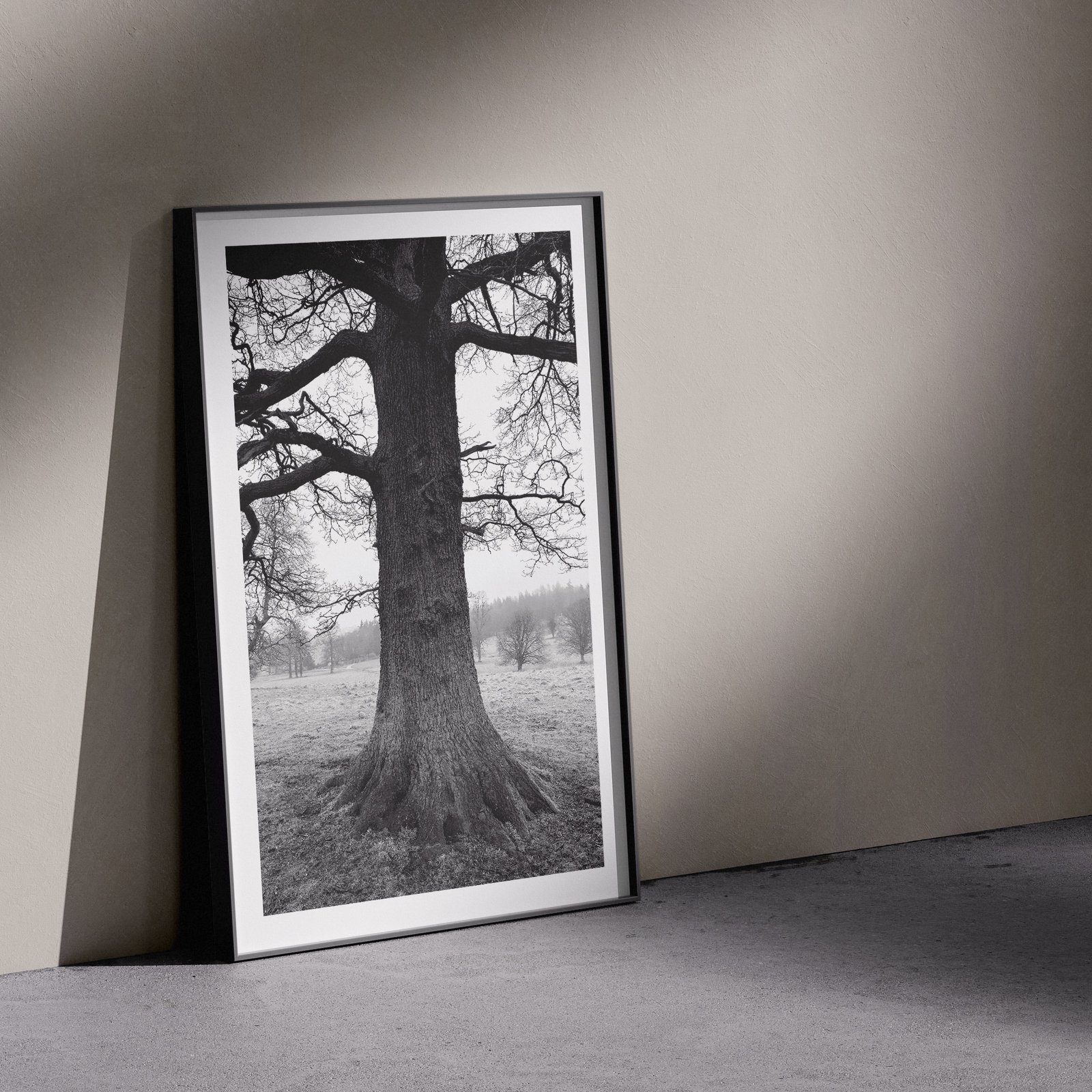 Vertical black and white tree landscape photograph showing a majestic solitary specimen in misty countryside in a white frame, leaning against a pale wall in a gallery-style floor presentation with soft studio lighting creating subtle shadows.