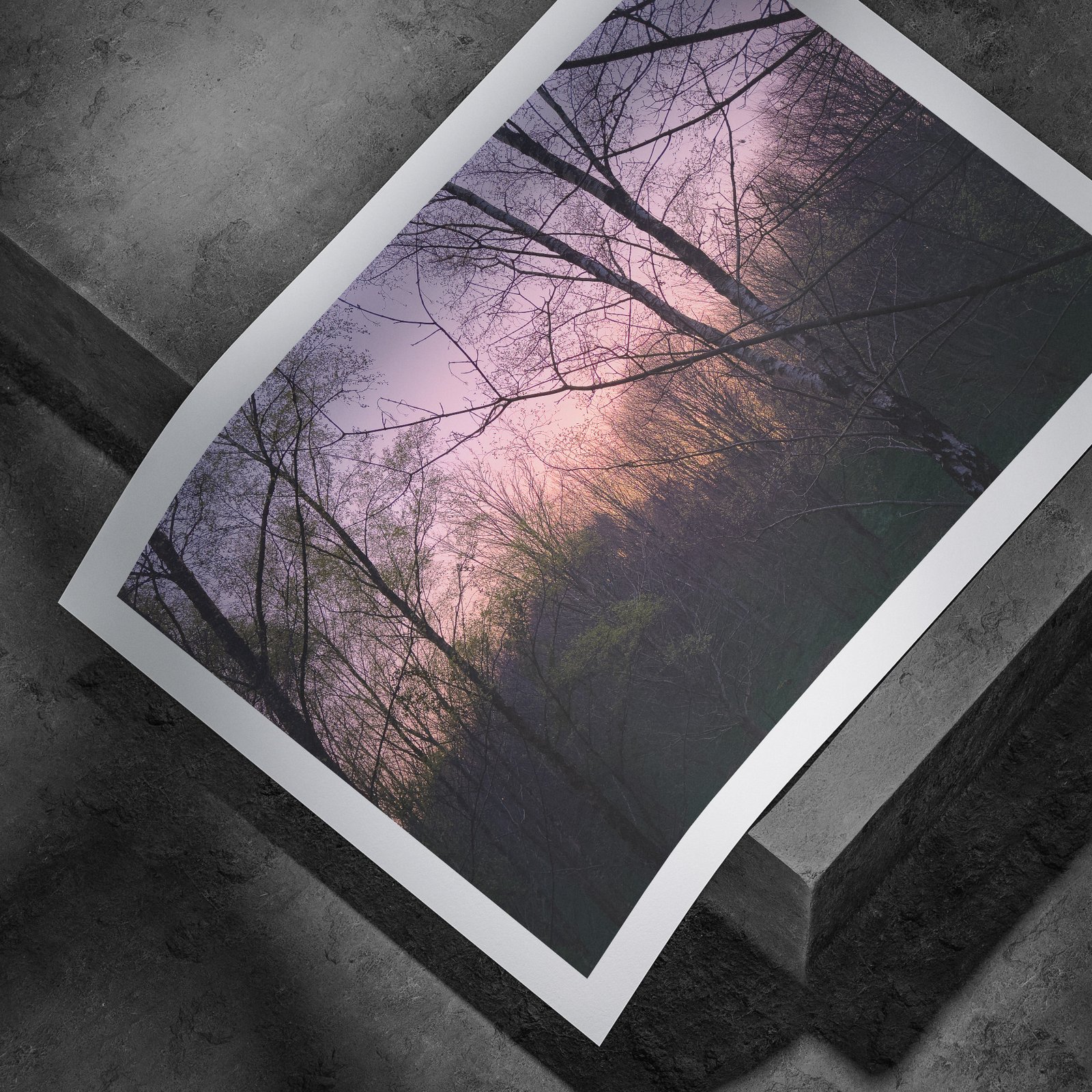 Horizontal dusk forest landscape showing delicate tree branch silhouettes against gradient pink-purple sky printed on white paper, displayed in a curved, rolled perspective on a concrete surface with dramatic angled lighting highlighting the print edges and atmospheric tones.